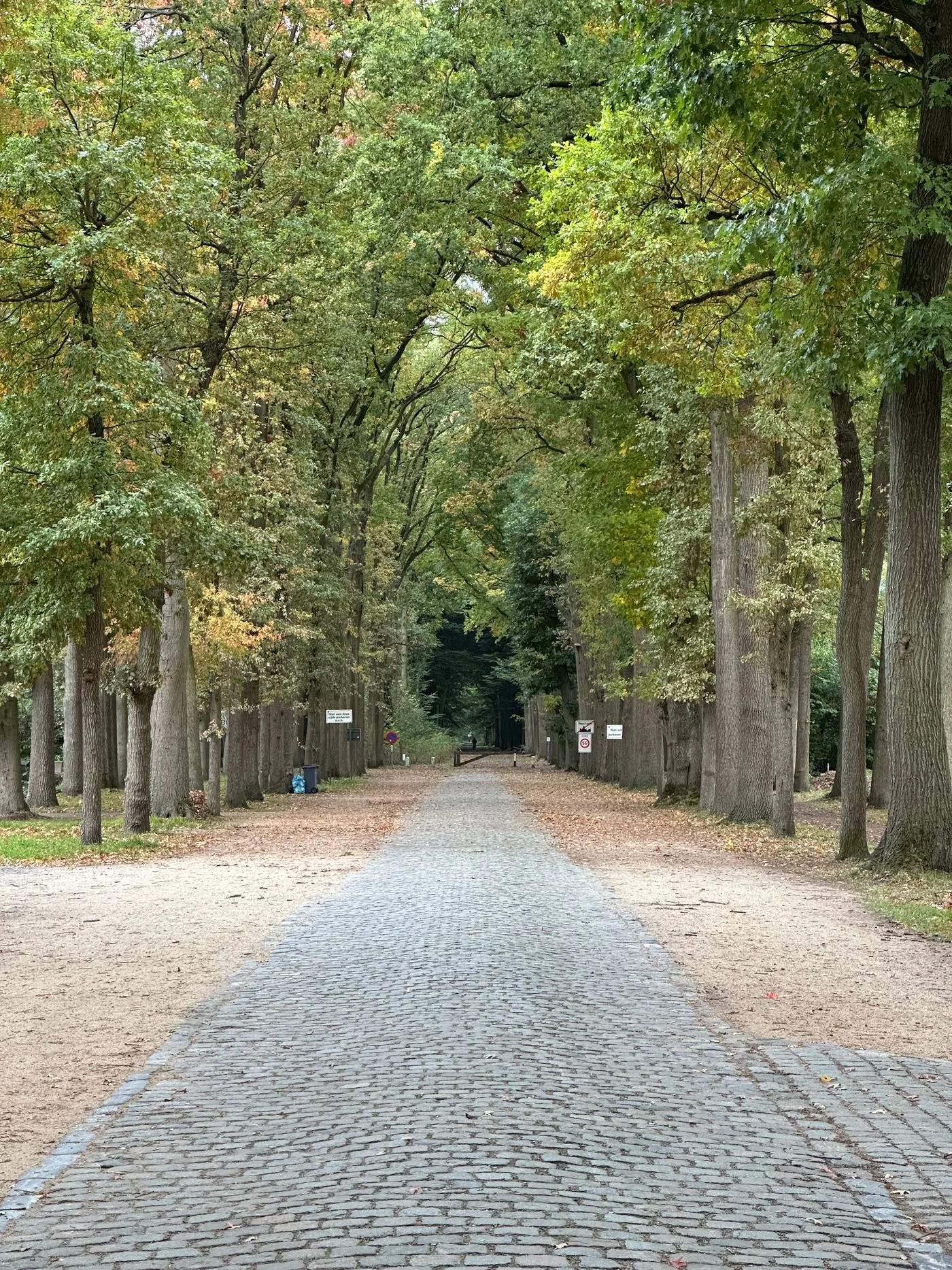 Von alten Bäumen gesäumter Kopfsteinpflasterweg im Herbst